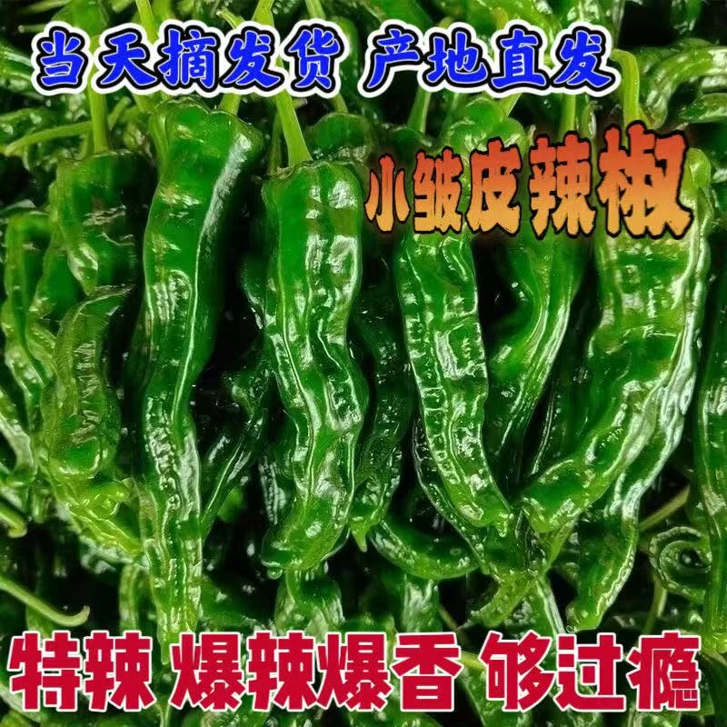 新鲜小邹皮辣椒特辣辣椒青椒薄皮超辣小皱皮农家自种应季蔬菜现摘
