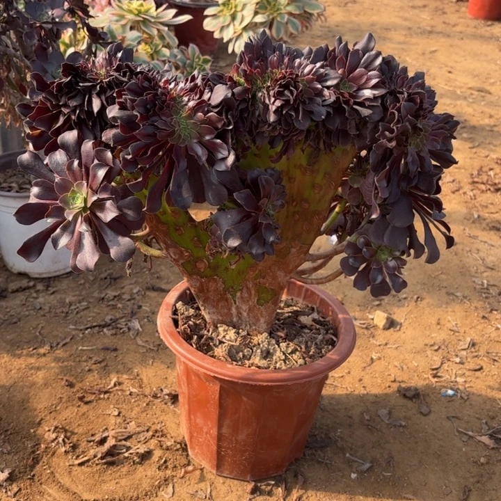 多肉植物欧紫缀17