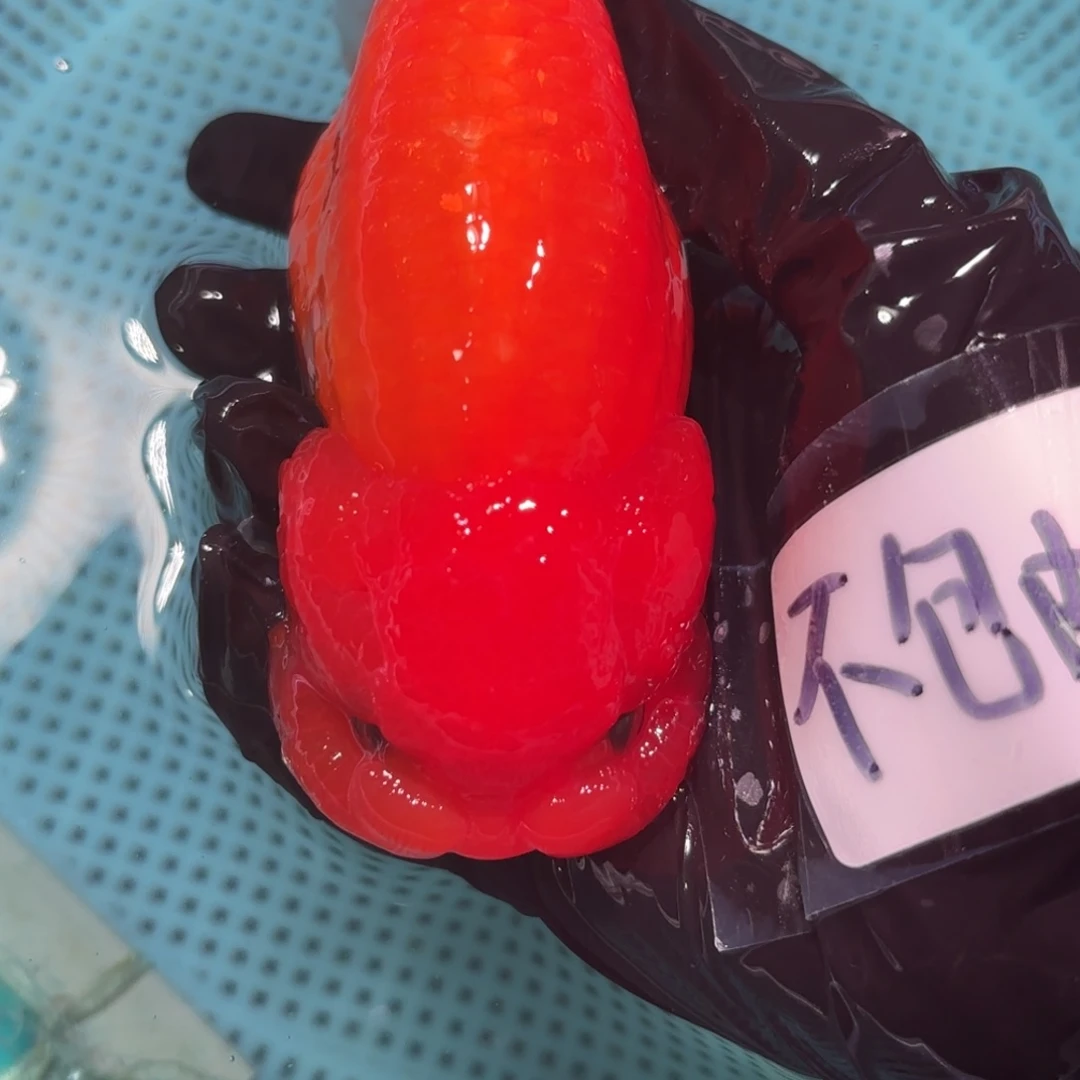 金鱼孤**风运费自理不包邮