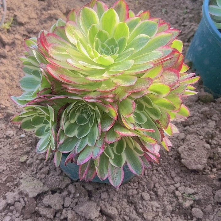 海王一颗包邮福利