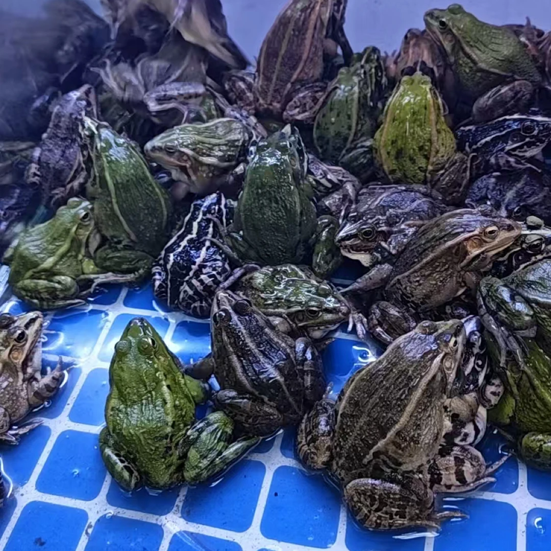 田鸡重量大约一斤