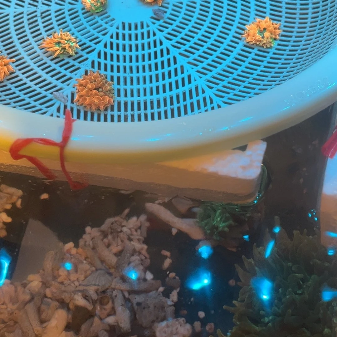 猪***纽扣珊瑚红奶嘴1个。