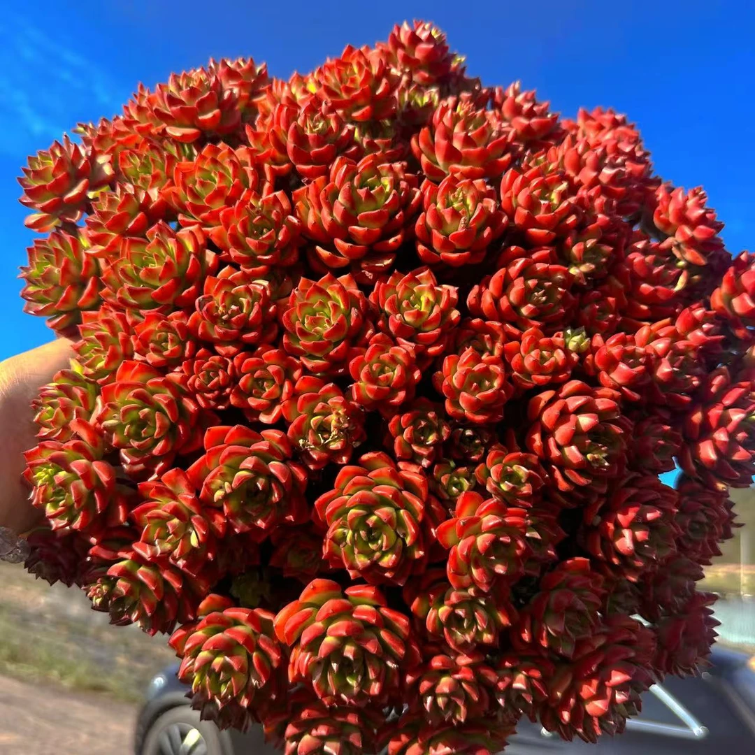 零花钱多肉 盆栽蒂亚    多肉植物