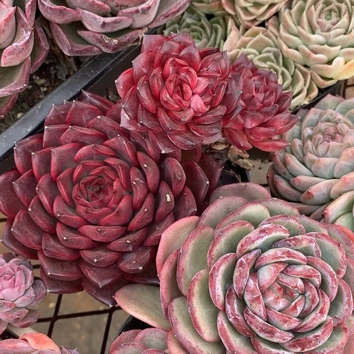 防拍价格～模特还有