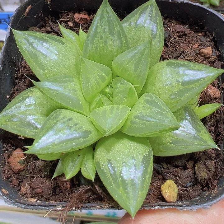 雨露寿19包邮多肉植物