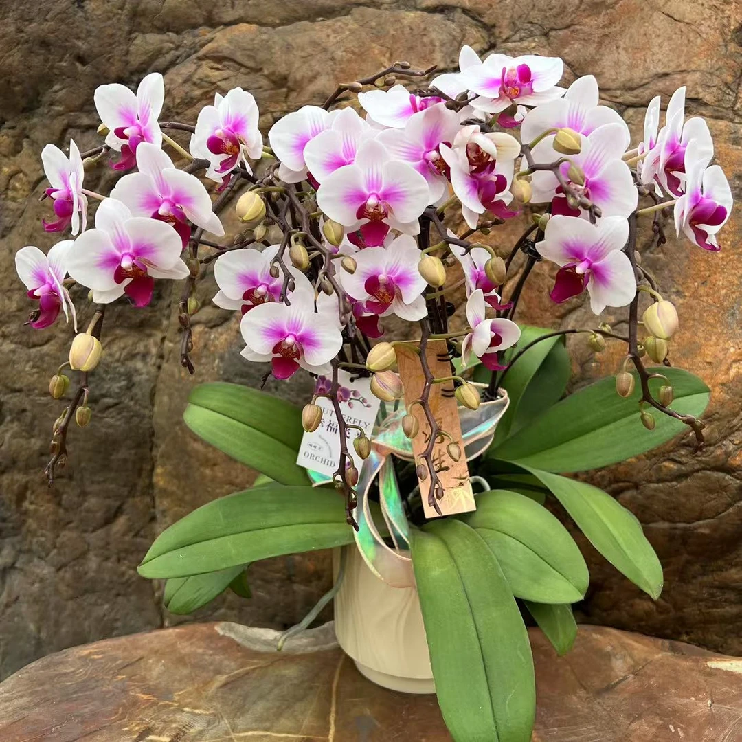 多彩优选（小婚纱）欧品贵货多分枝蝴蝶兰鲜花室内送礼高端花卉