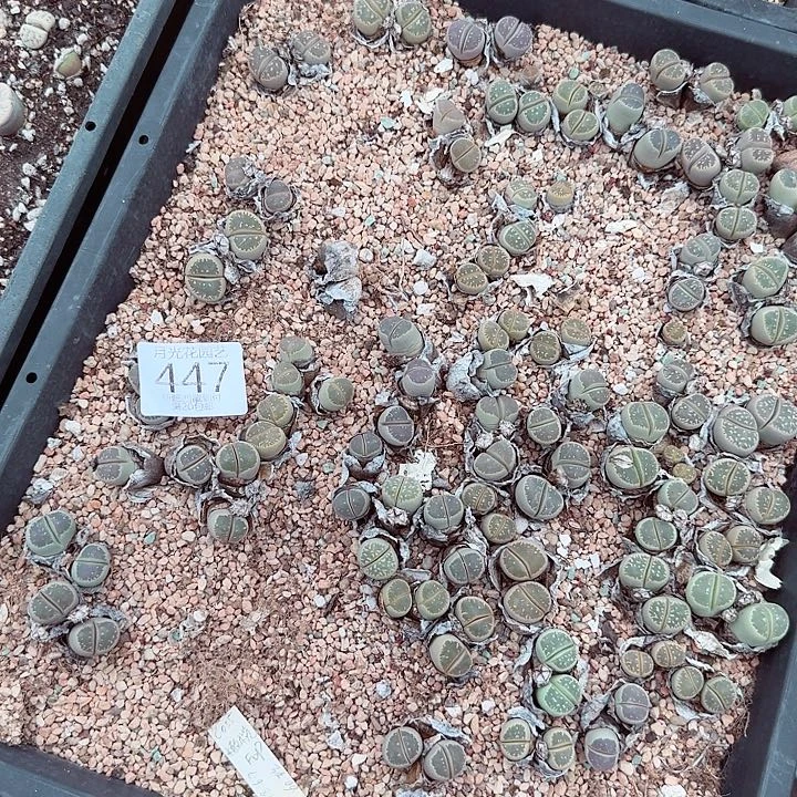 不过在这里有一些不知道447