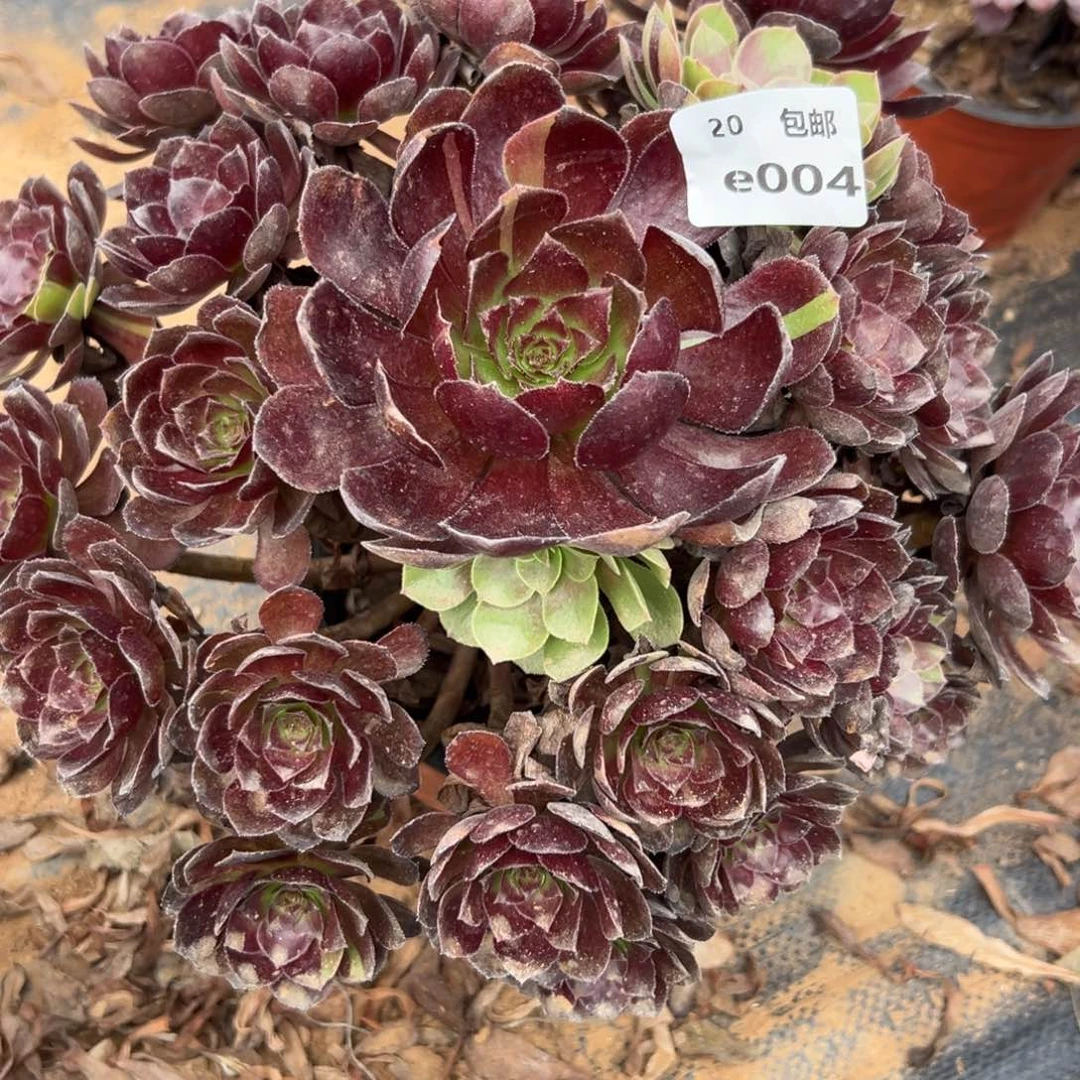 L***V004花花公子，多肉法师