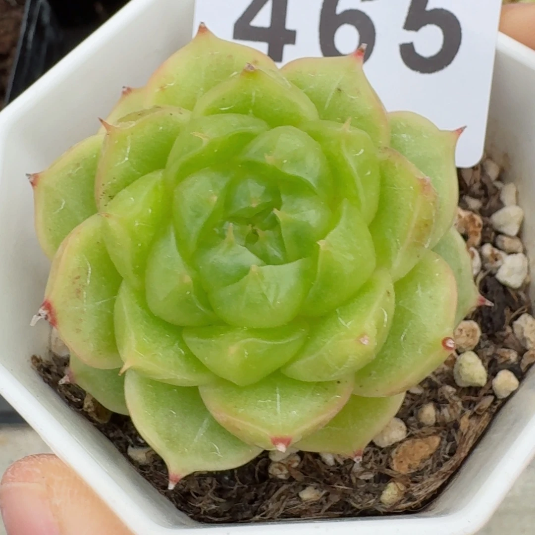 珍妮麦秆        精美多肉植物