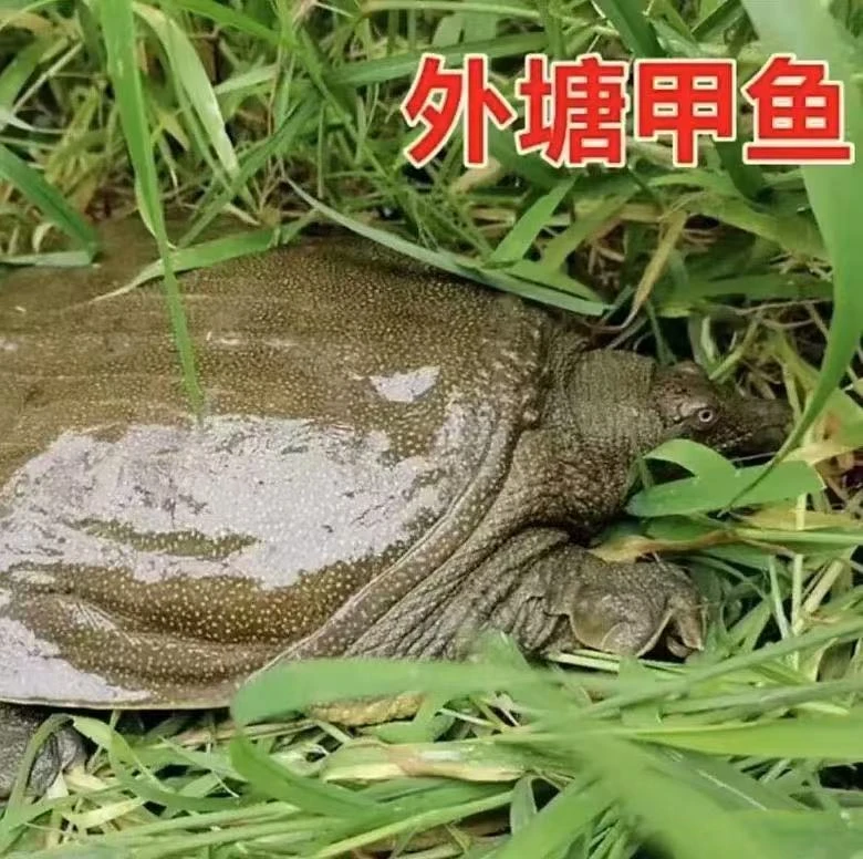 （拍1发5）鲜活甲鱼自家外塘养殖包活到家