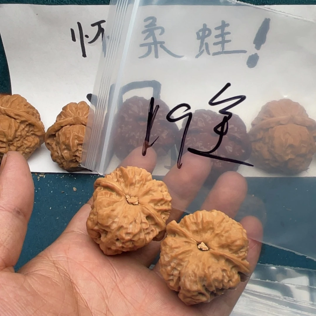 核桃753573753753753753753