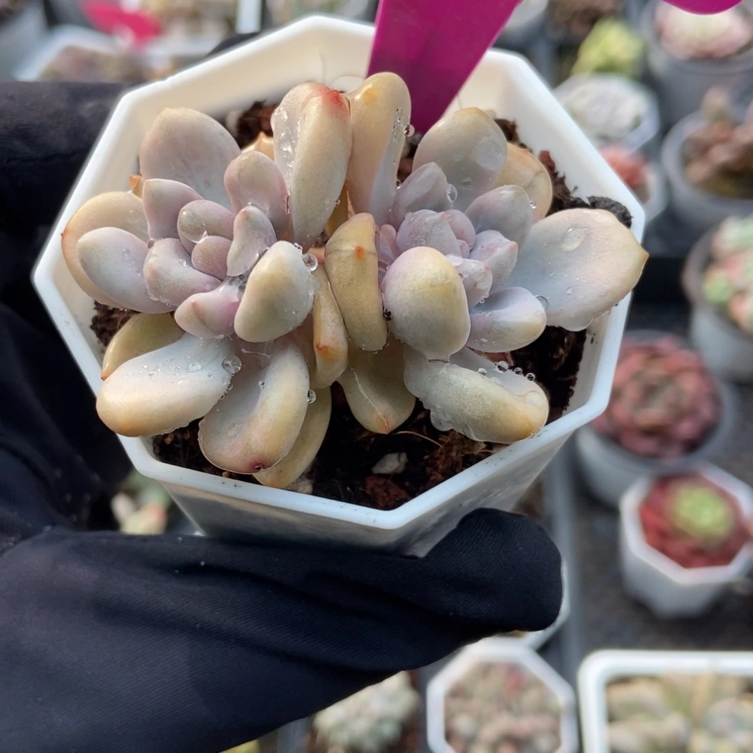 1970奥普锦多肉植物