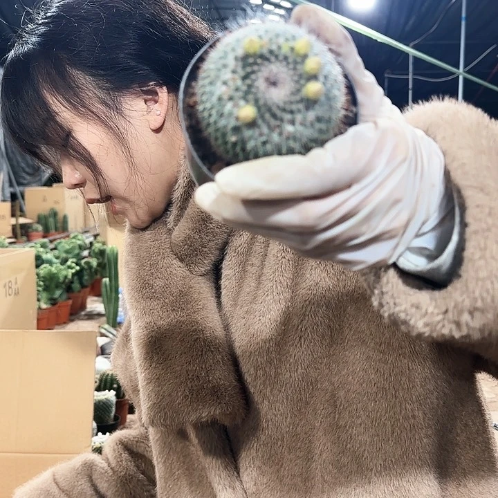 绿花玉翁1111111