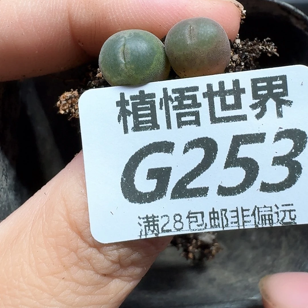 钧***钧多肉植物的润泽fhn