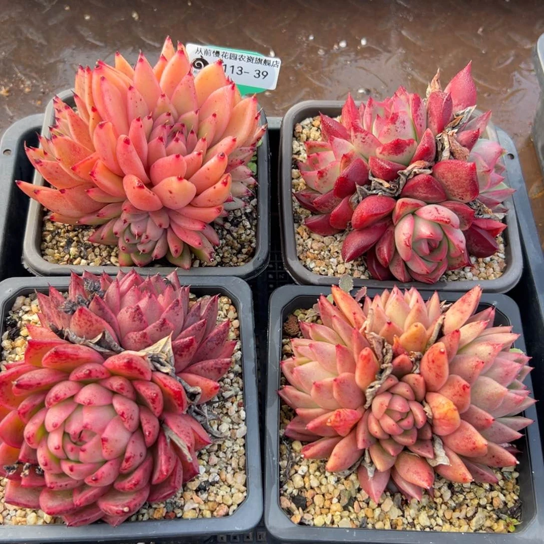 多肉一物一拍0113.39