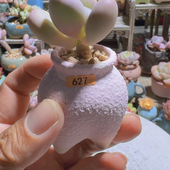 恰***。一物一拍编号627