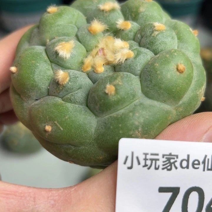 704可节后发货 可帮发根