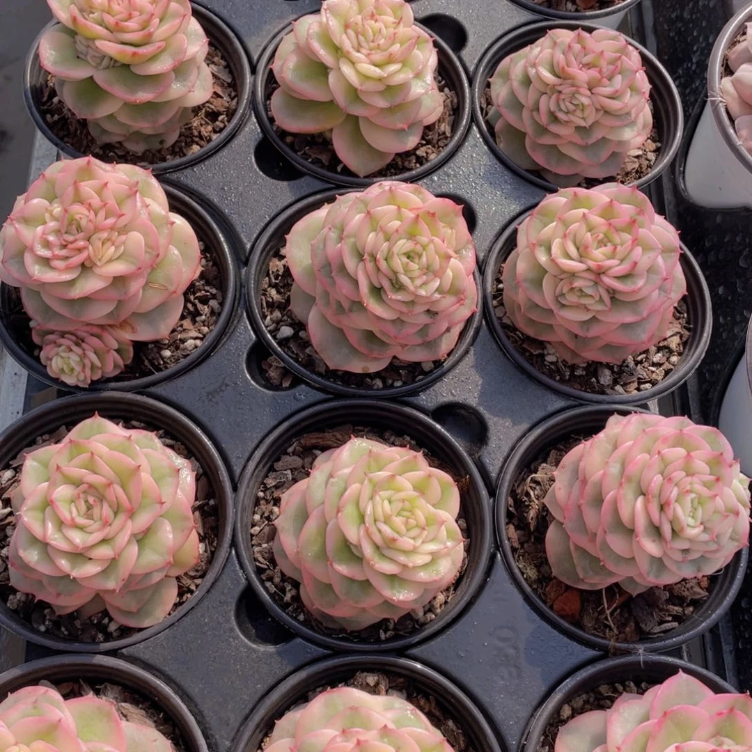 1200号 蜡牡丹锦大单头一个