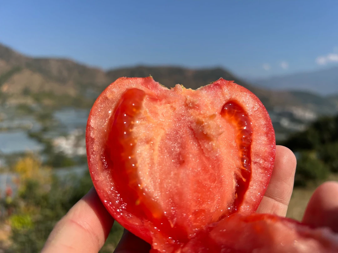 【比米农场】玖品一号口感番茄净果5斤京东发货