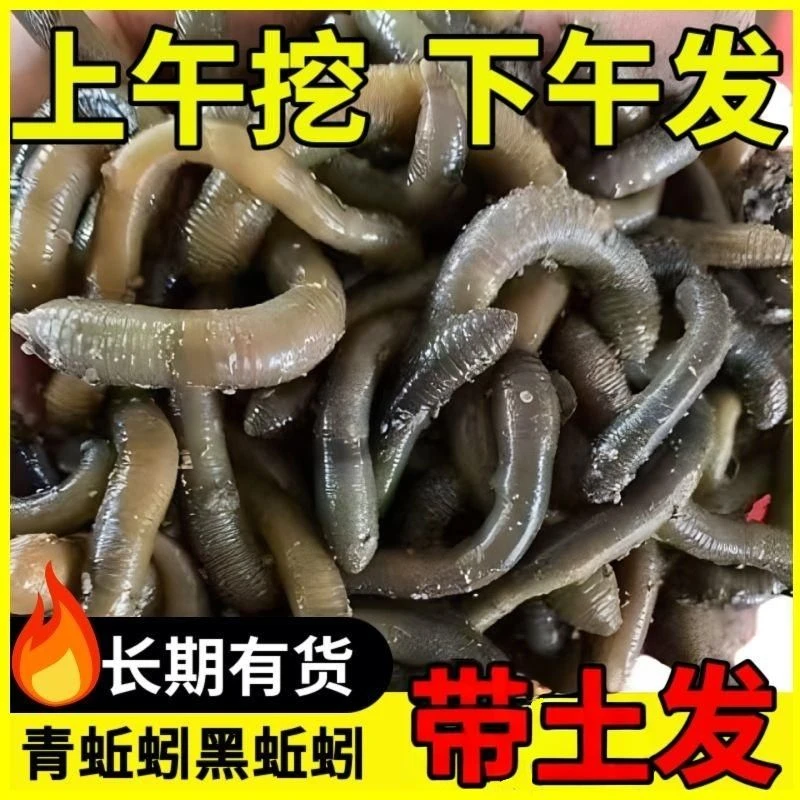 鲜活顺丰青蚯蚓黑蚯蚓特大号活体活饵钓黄鳝钓鱼饵料