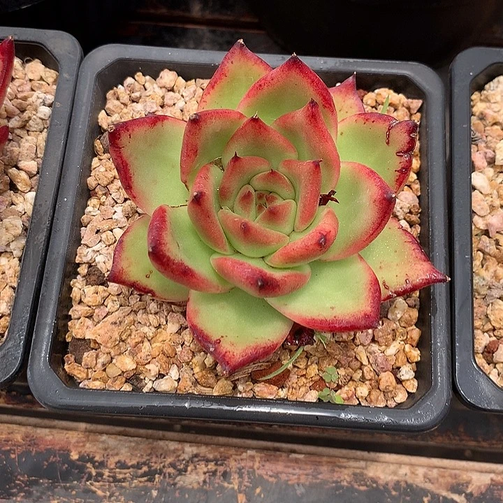 多肉植物一物一拍