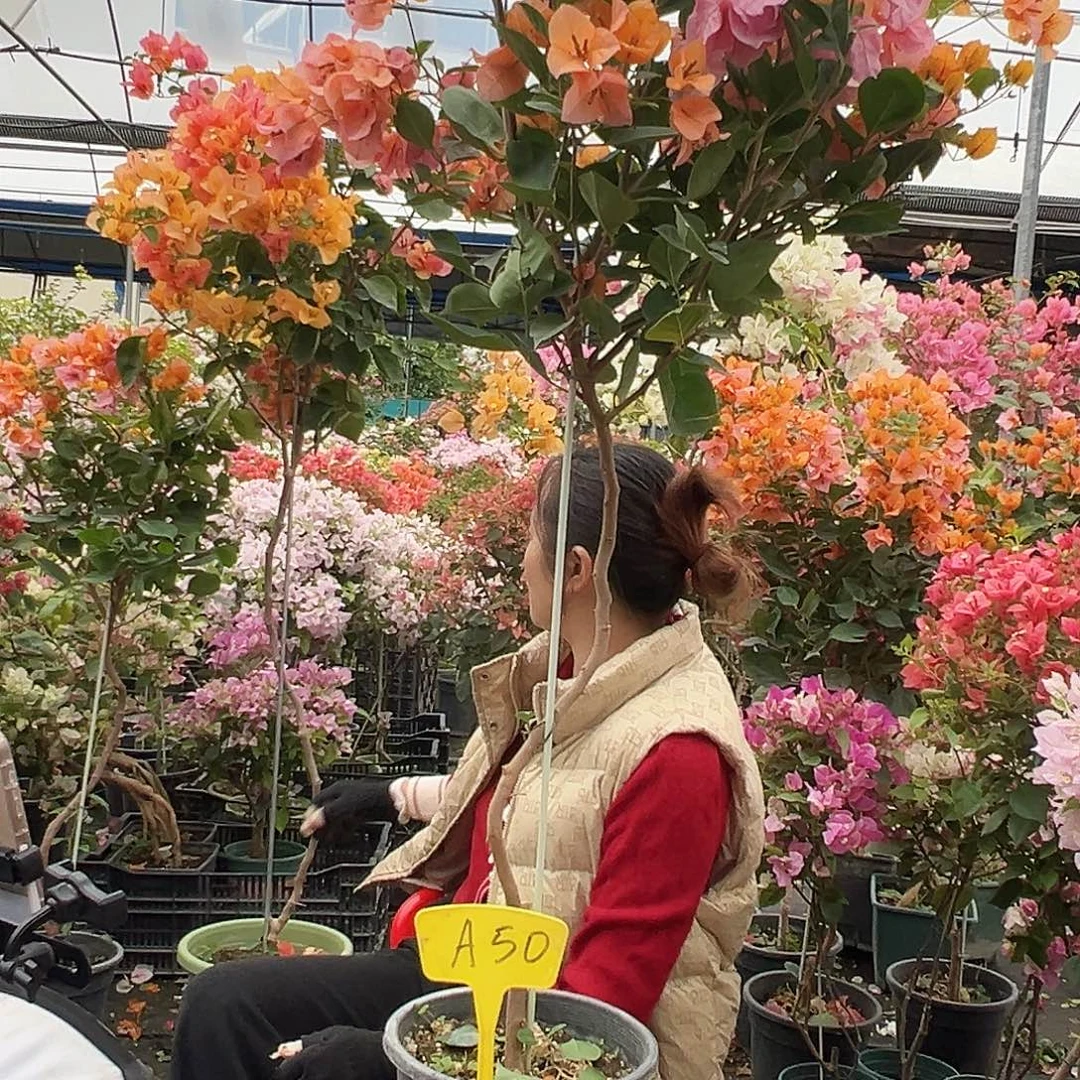 福****大部分花苞少量开放A50变色龙