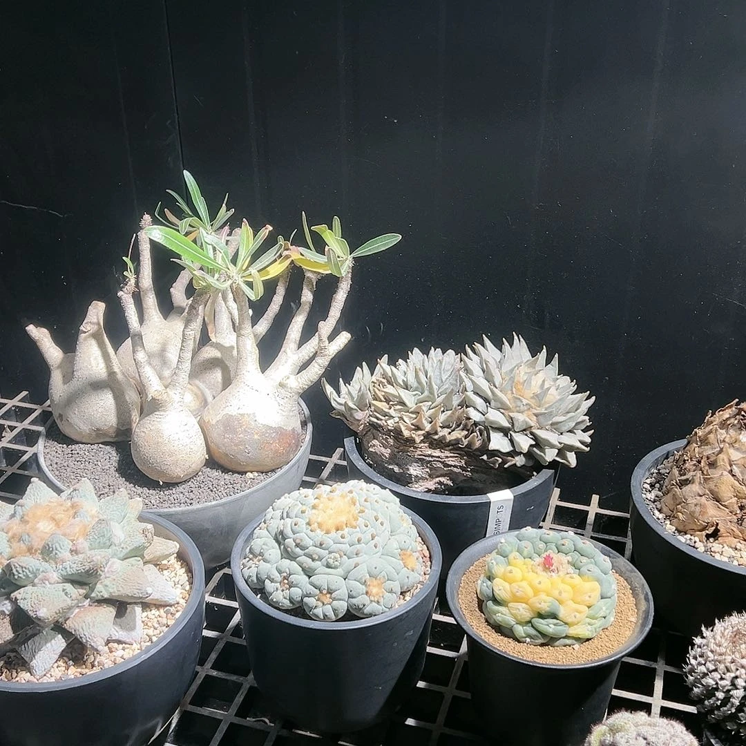 99一抽 折扣34567