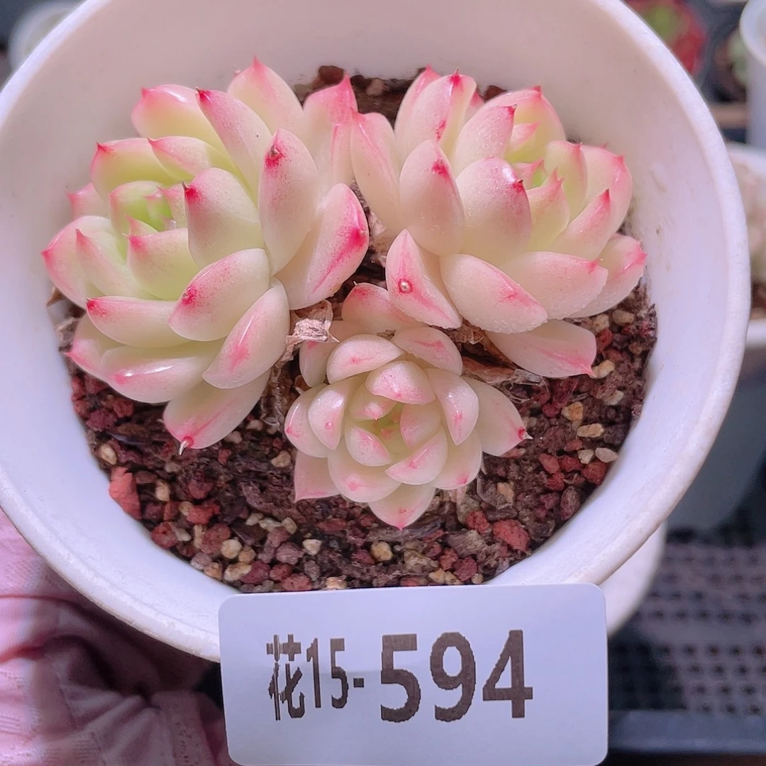 花利美15-594麦秆