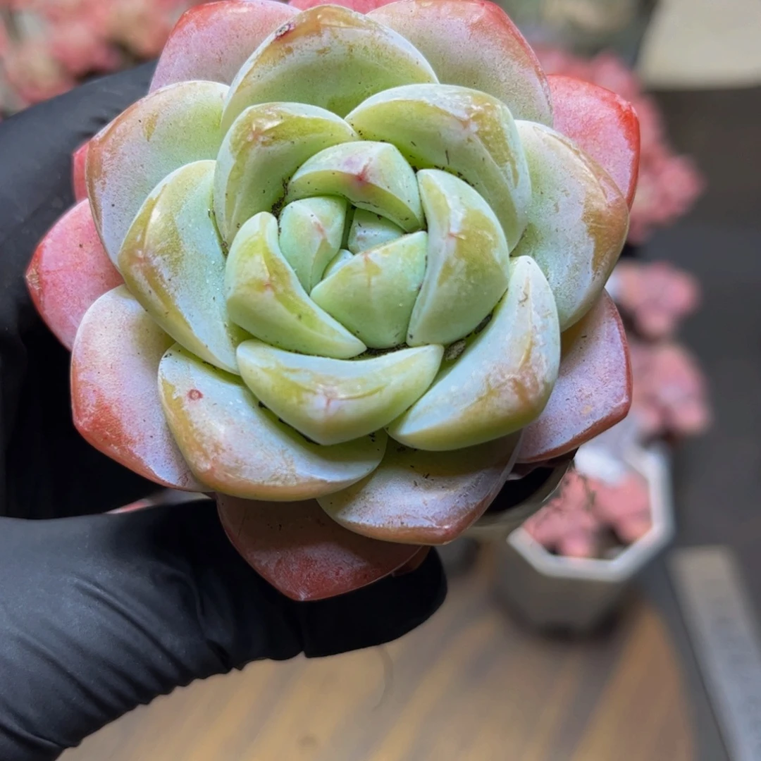 197冰玉7厘米多肉植物