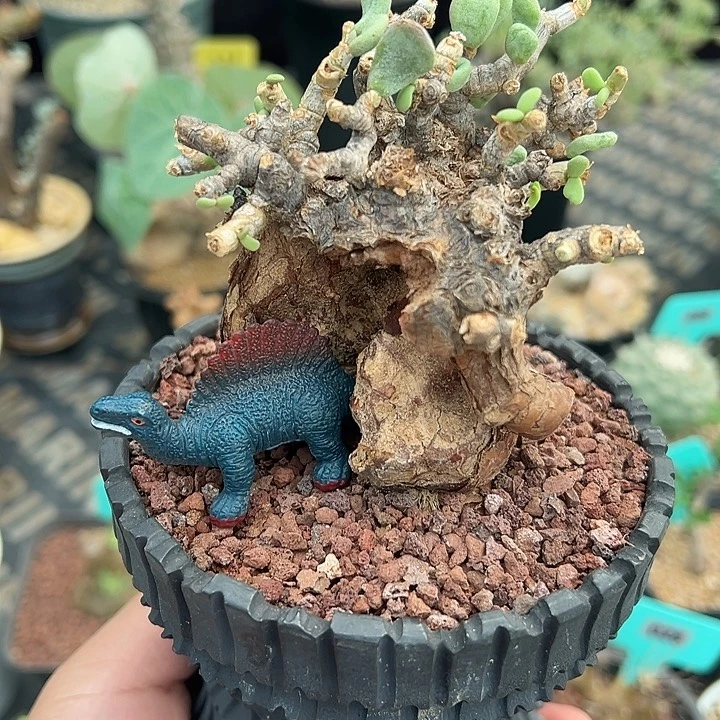 延寿城产地多肉植物