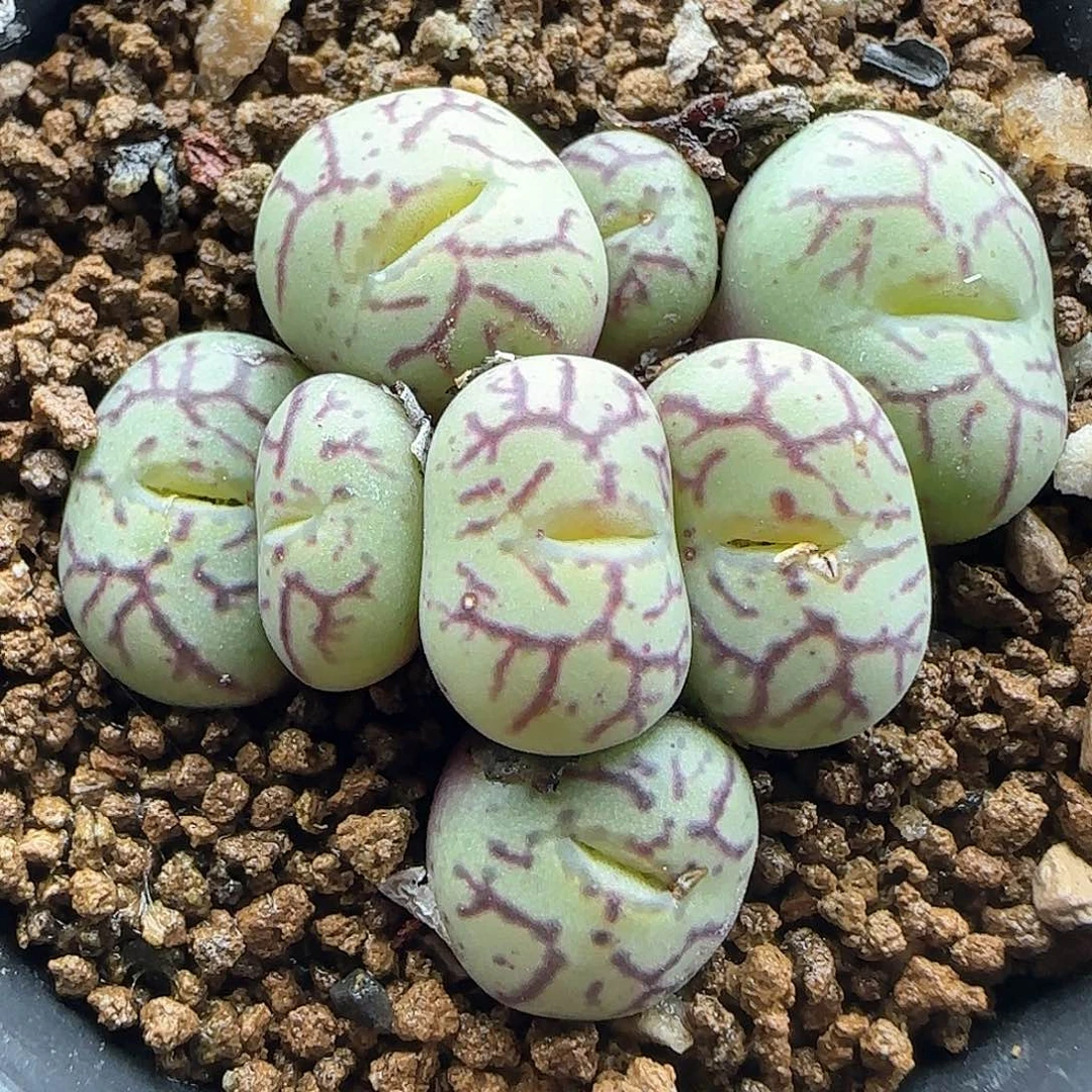 脱土年后发货25238