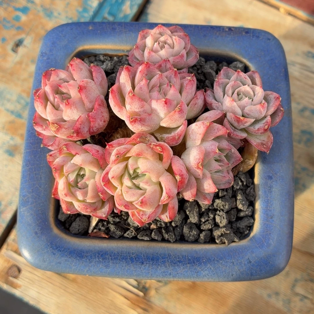 多肉植物 若雪一物一拍-4