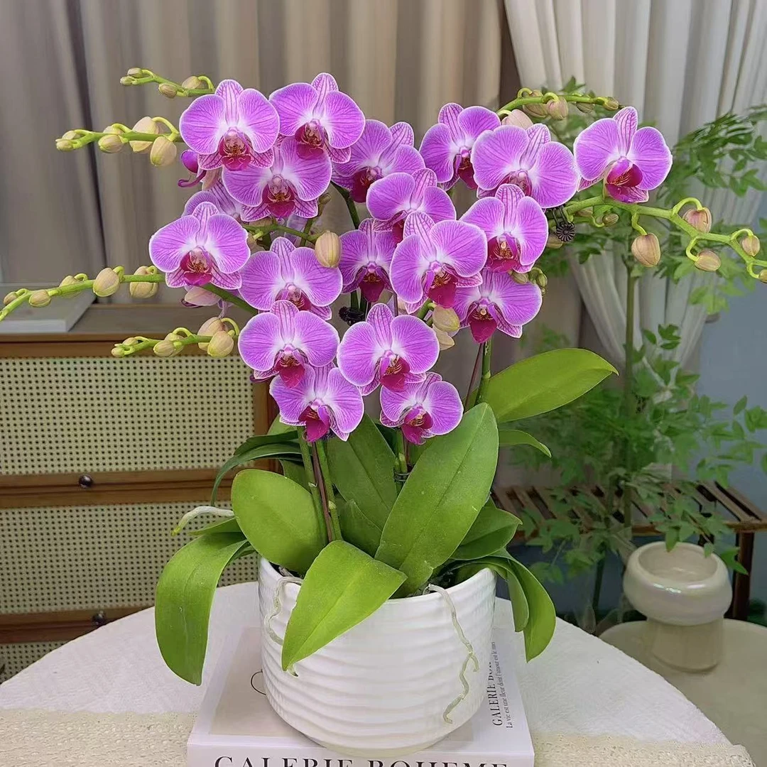 蝴蝶兰【缤纷安妮】单花剑 大花型  花色鲜艳 广州基地直发
