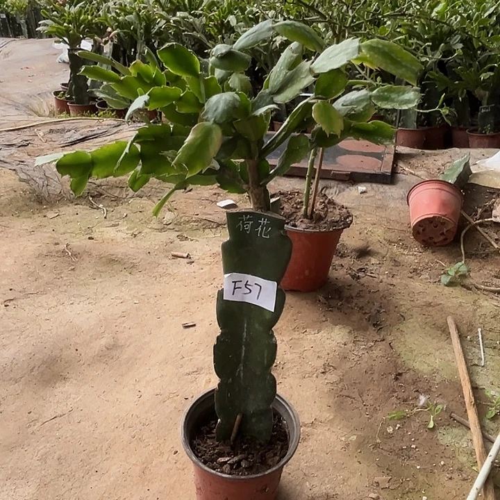 完全开放F57荷花仙子
