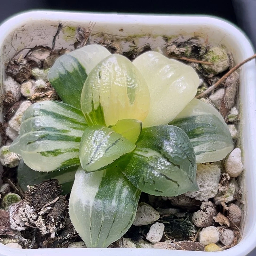 恭喜发财大吉大利2329