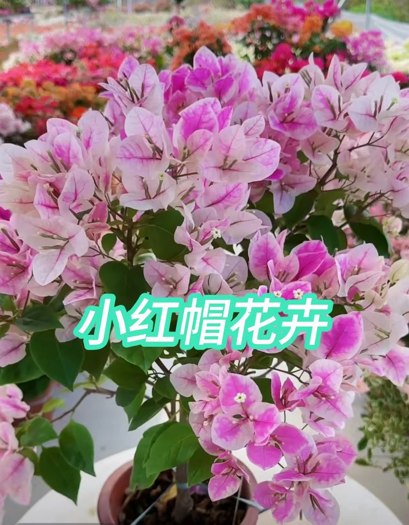 【直播间17.8-35.8】【三角梅直播】三角梅带花带盆发货花卉绿植盆栽