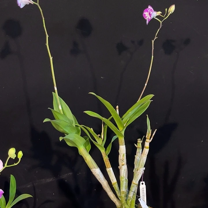 当前无花朵，栽培后可花朵1400大圆泼