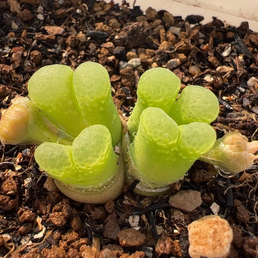 521多肉植物百科