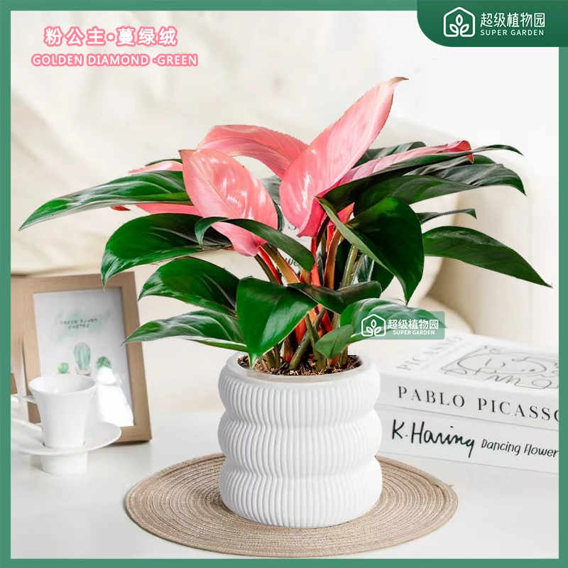 粉公主粉土培植物室内绿植物好养客厅办公室吸甲醛卉颜值粉色