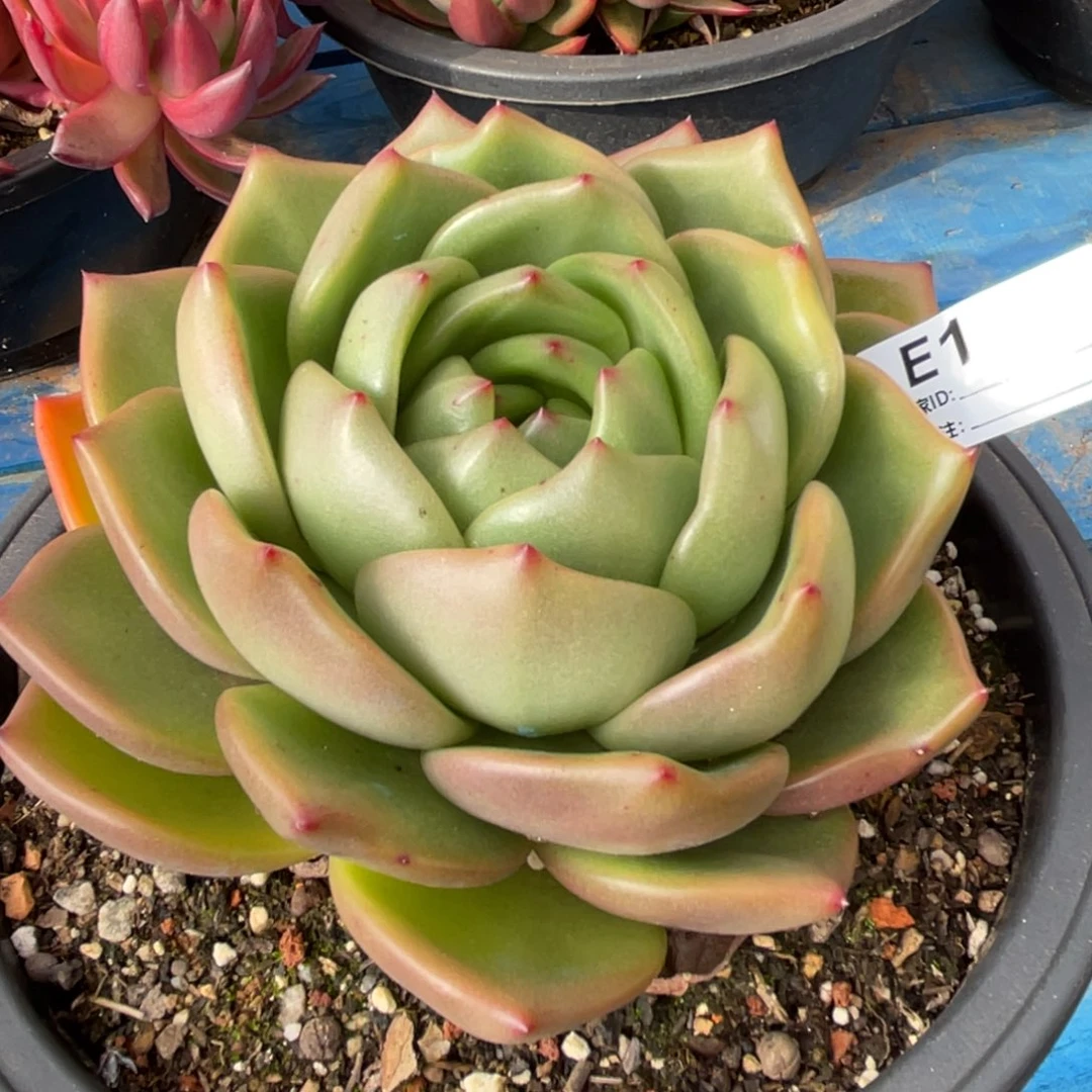 无花朵若如东云单拍E114