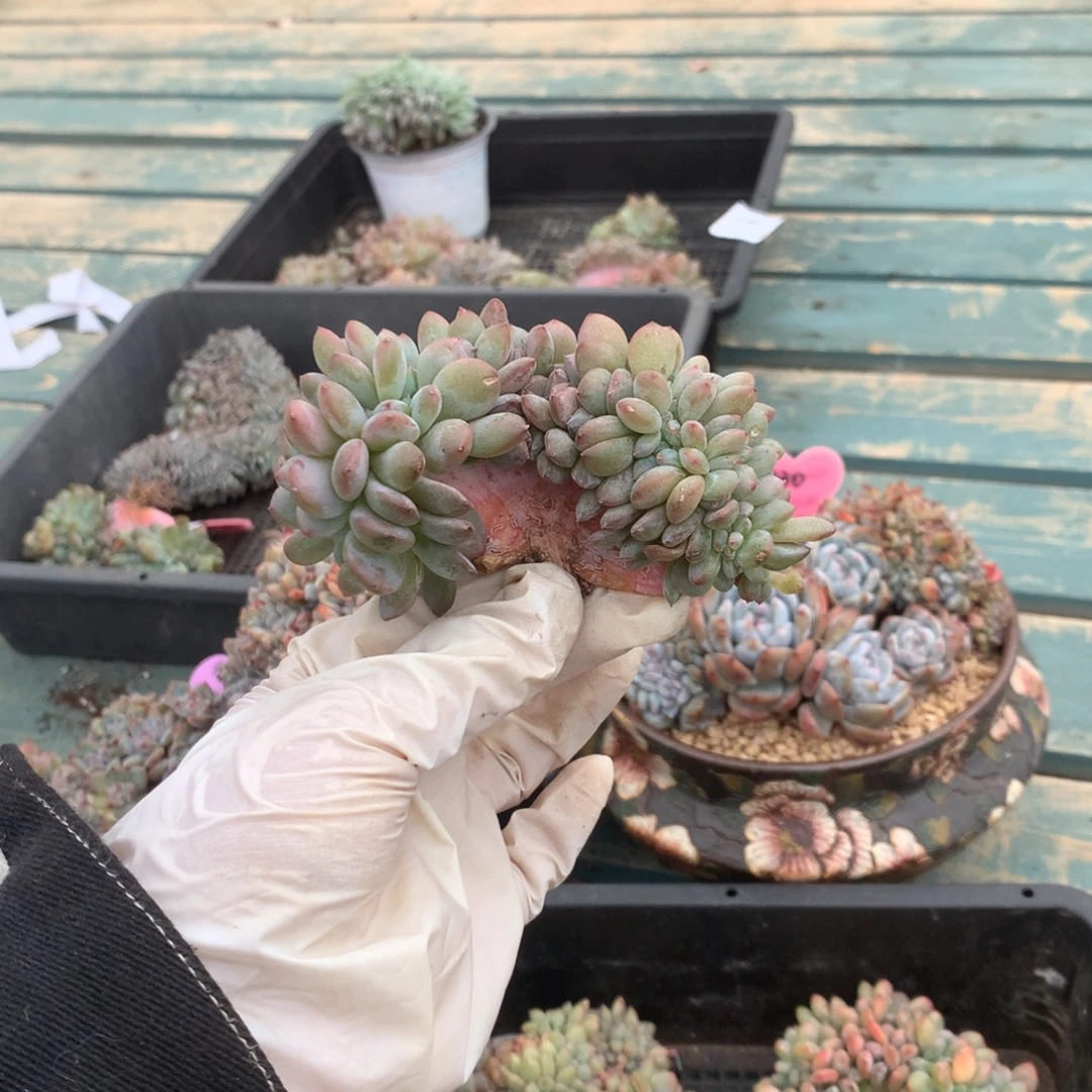 无花朵哈哈哈哈哈哈哈哈哈27