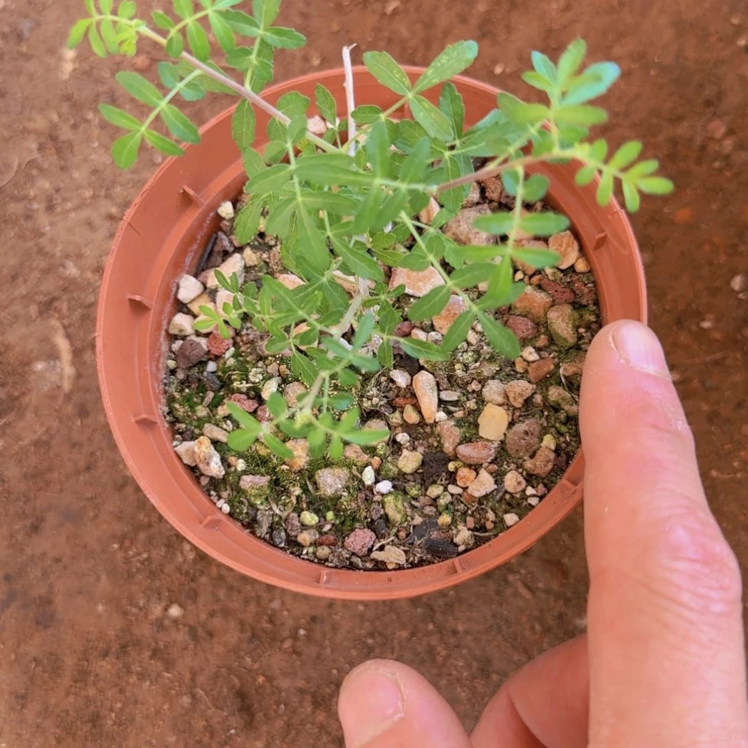 ヤ***ゞ块根植物块根植物