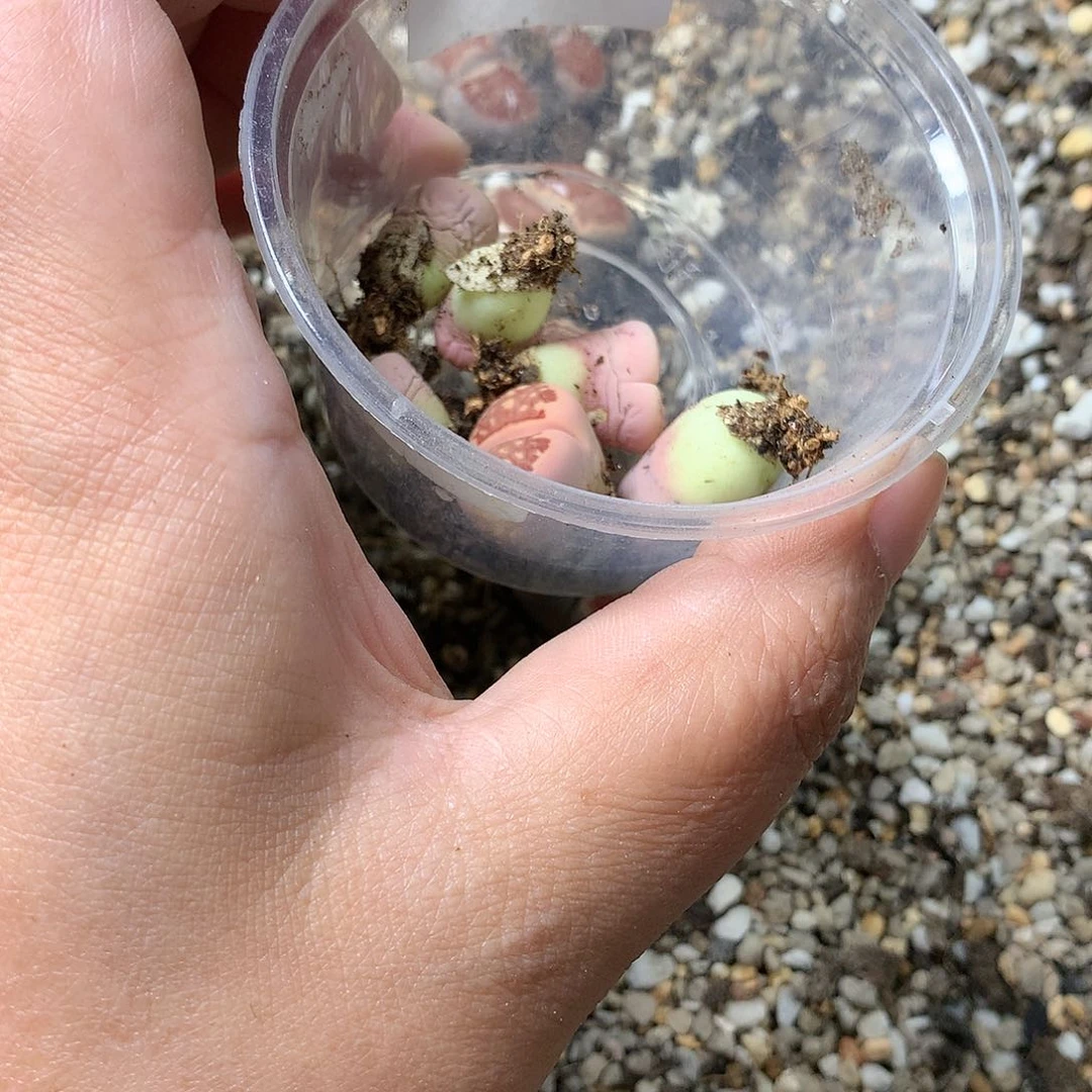 甄*能G394多肉植物保护研究所
