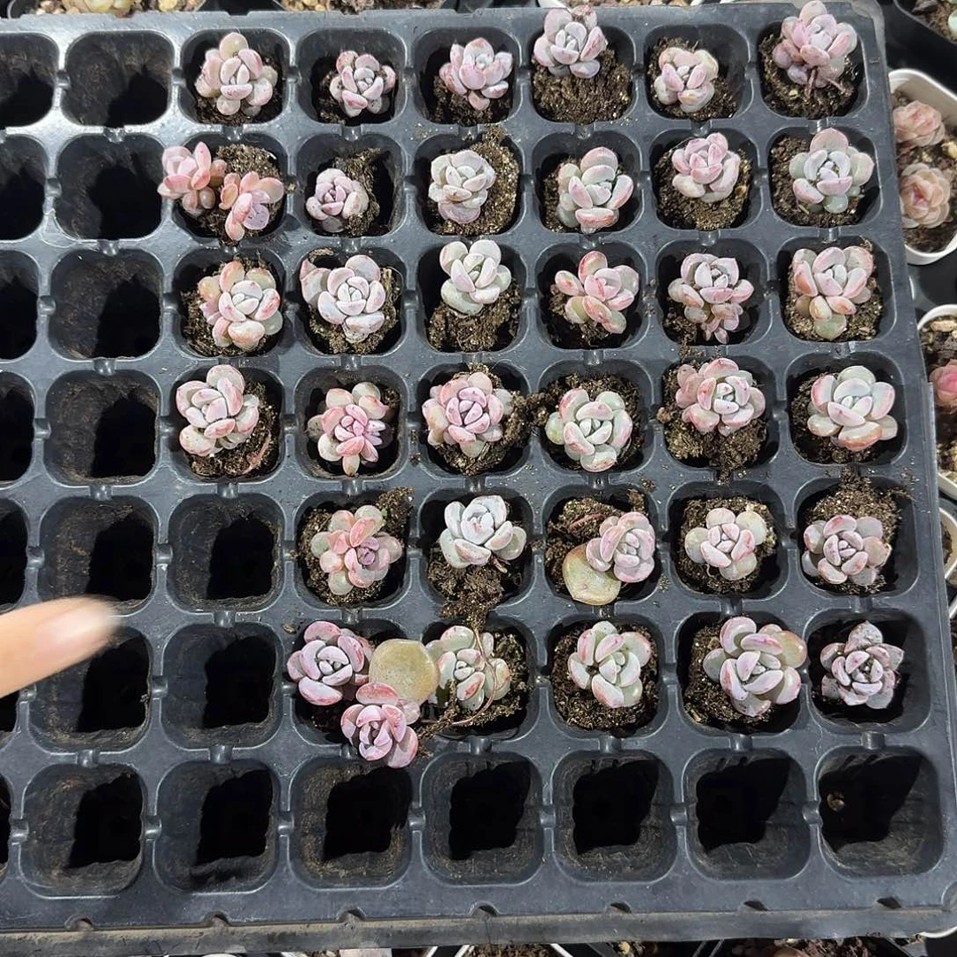 Cs一物一拍专拍链接