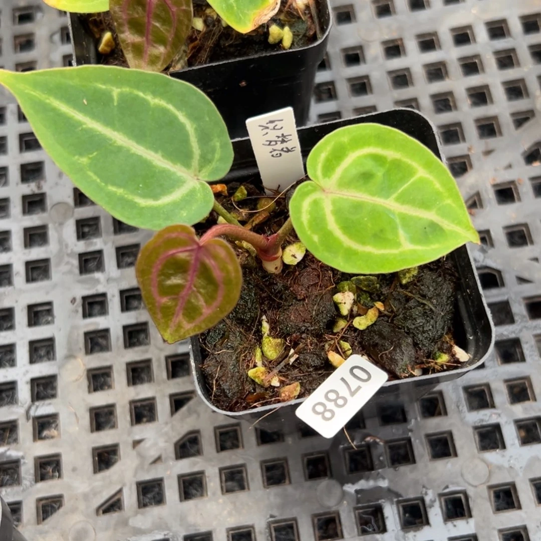 不开花植物788织梦者