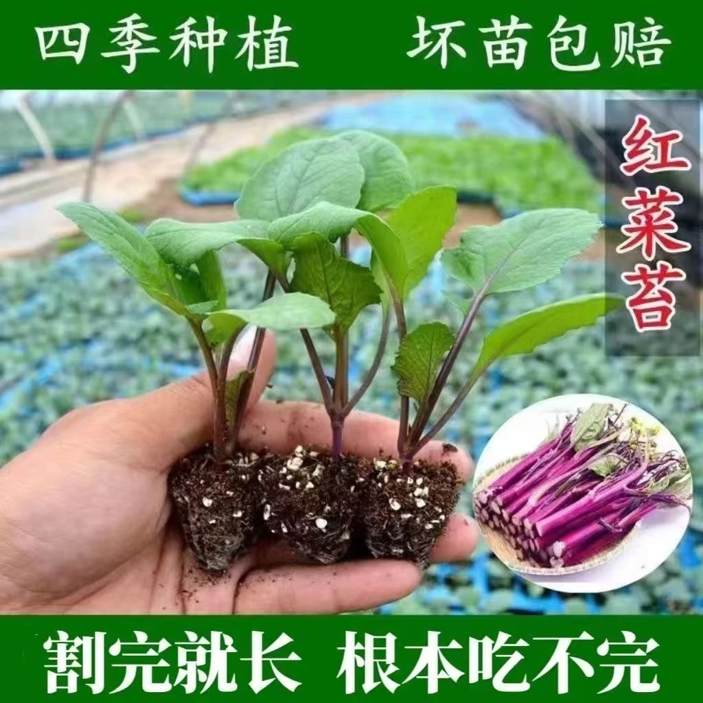 四季高产红菜苔带土发货穴盘苗家庭菜园易成活阳台庭院种植简单