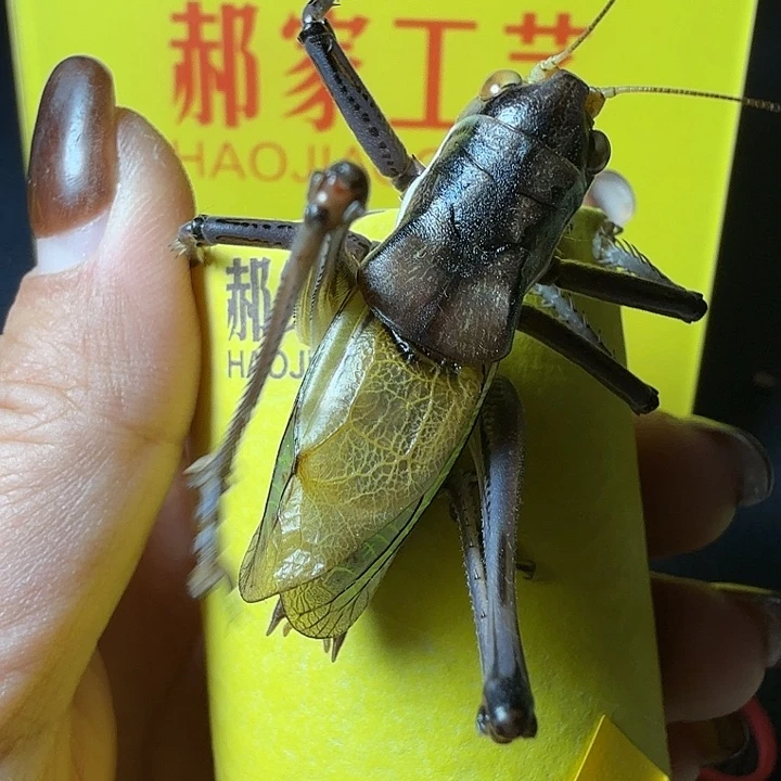 蟋蟀哈哈哈哈哈哈哈