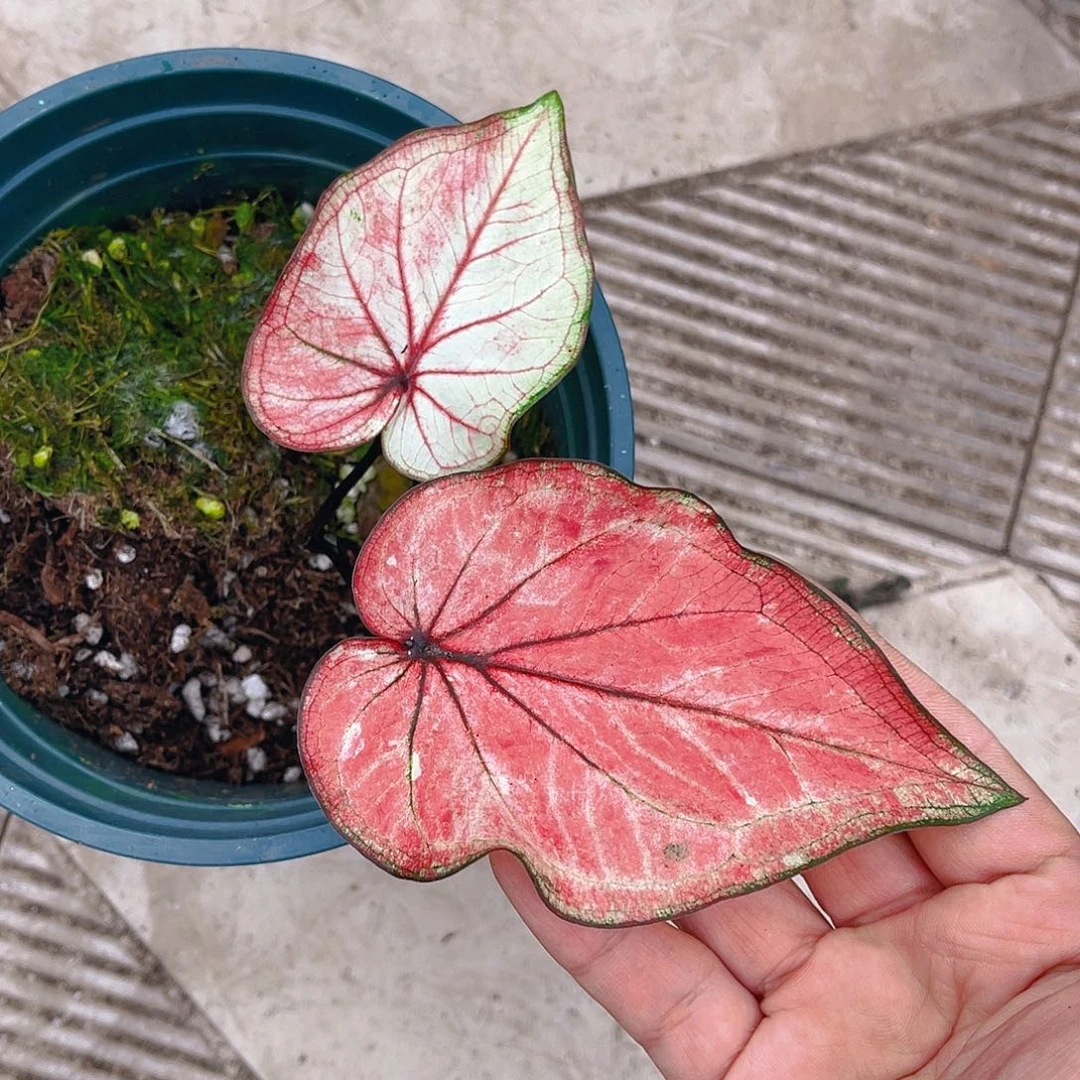 完全开放泰彩一物一拍695