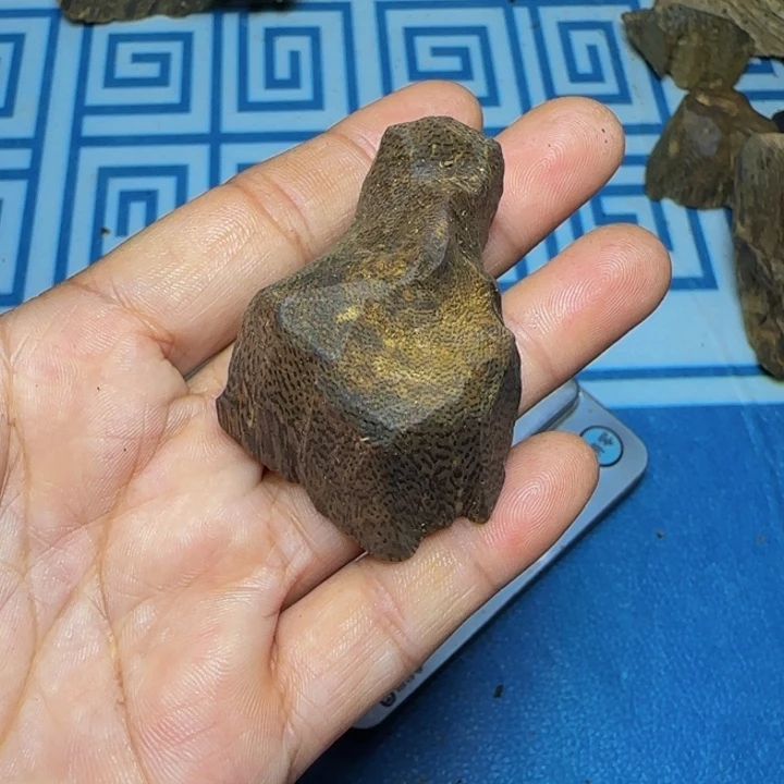 木母树绿奇陆河包头13克