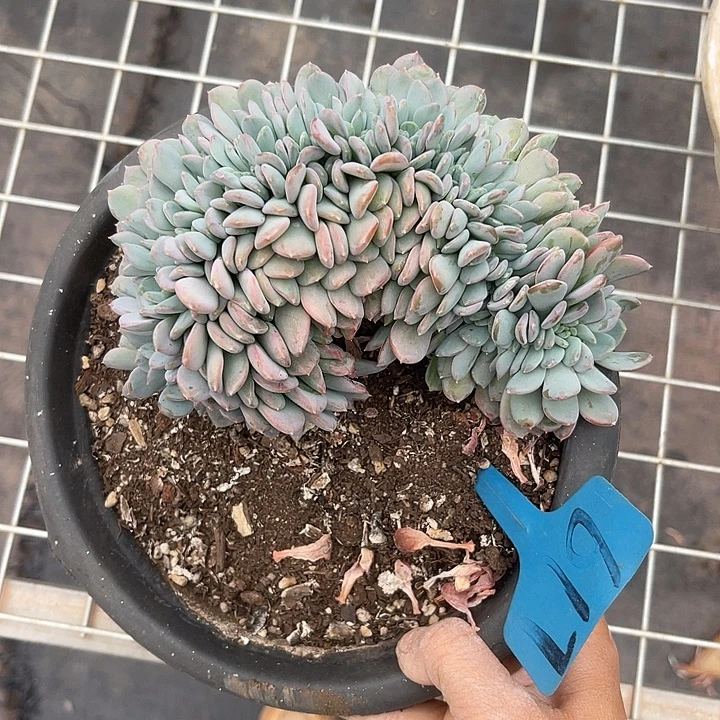 晨语多肉，一物一拍玛瑙缀617